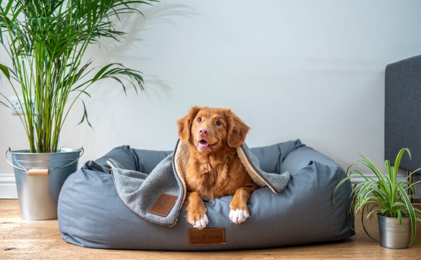 From Concept to Market: The Journey of Developing Pet Products