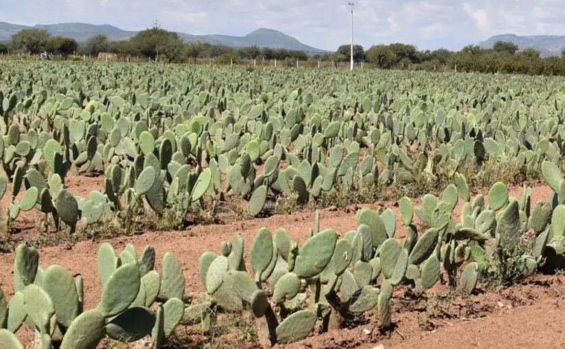 Why Desserto® Cactus Leather is the Future of Eco-Friendly Manufacturing